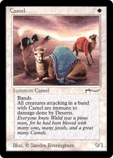 Camel - Arabian Nights